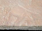Rare Fossil Reptile Skin Impression - Green River Formation #12264-1